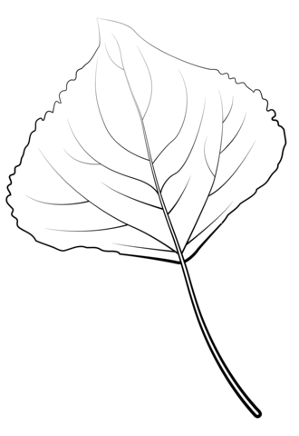 Lombardy Poplar Leaf Coloring Page